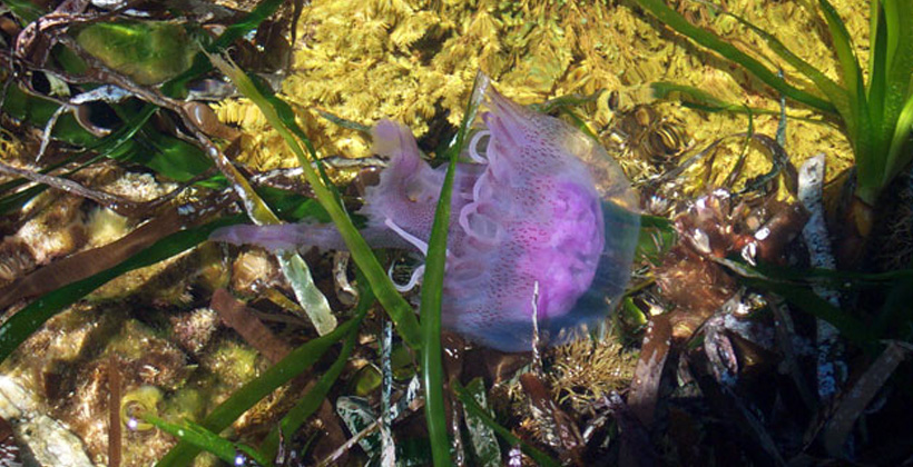 fauna in sardegna